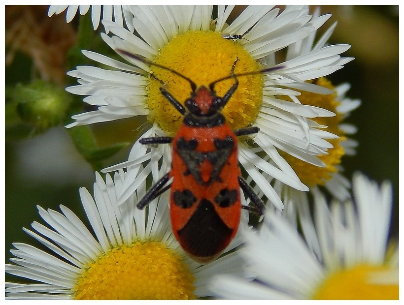 Richiesta ID